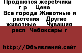 Продаются жеребчики 14,15 16 г.р  › Цена ­ 177 000 - Все города Животные и растения » Другие животные   . Чувашия респ.,Чебоксары г.